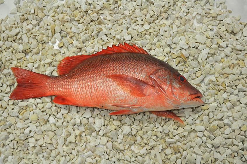 Lucjan czerwony,Red snapper, Lutjanus Campechanus,ryby, ryby egzotyczne 